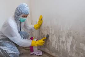 Best Mold Remediation for Rental Properties  in South Uniontown, PA